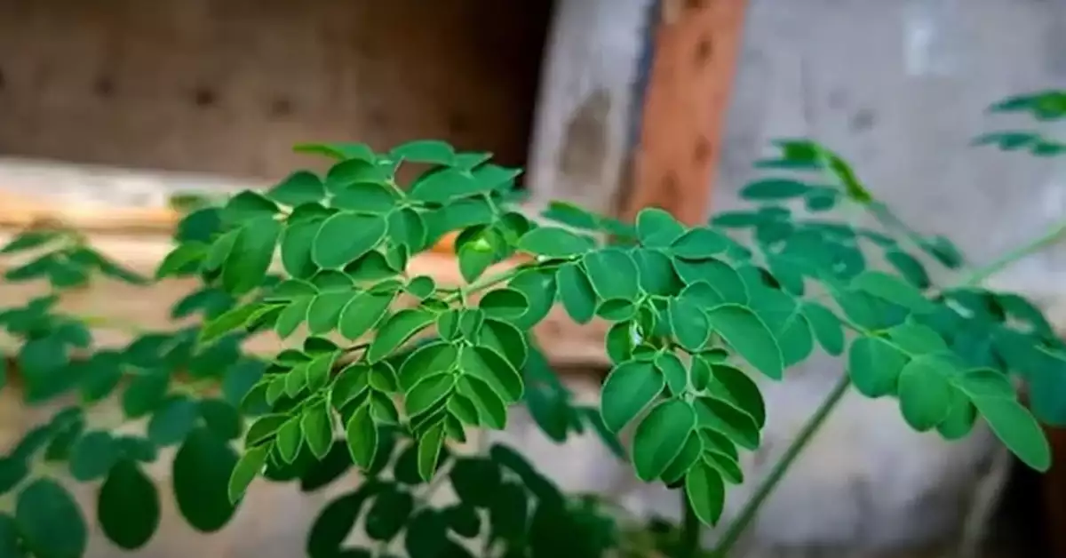 What Is The Best Fertilizer For Moringa Tree